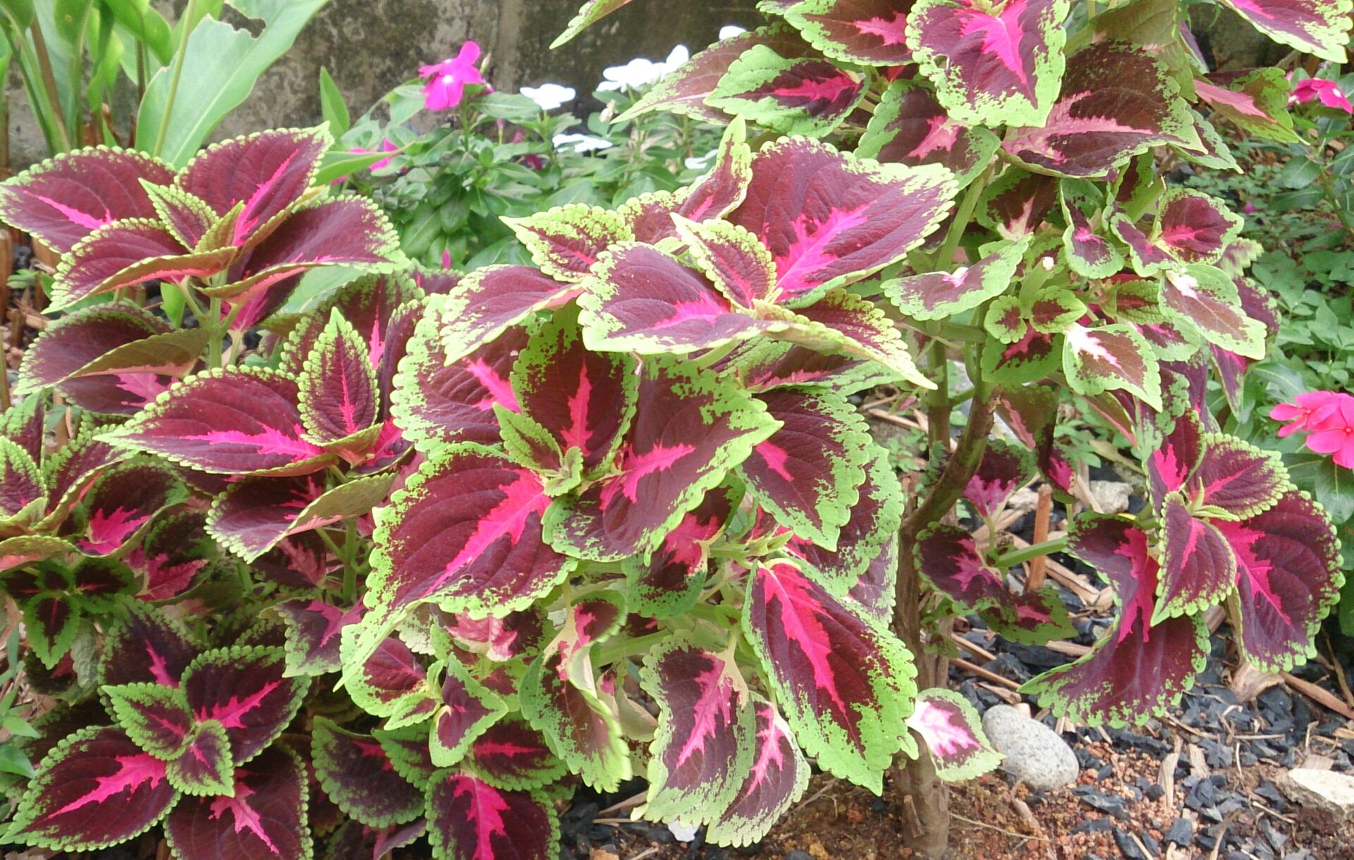 Плектрантус Блюма (Plectranthus blumei)