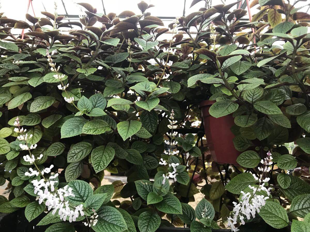 Плектрантус колеусовидный (Plectranthus coleoides)