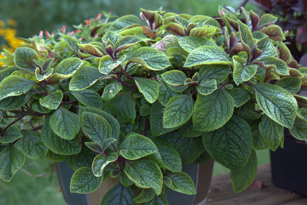 Плектрантус кустарниковый (Plectranthus fruticosus)