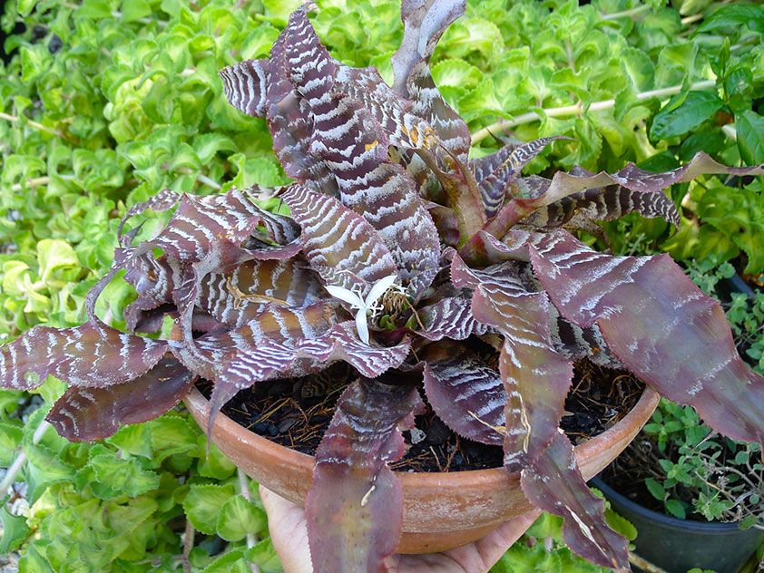 Поперечно-полосатый (Cryptanthus zonatus)