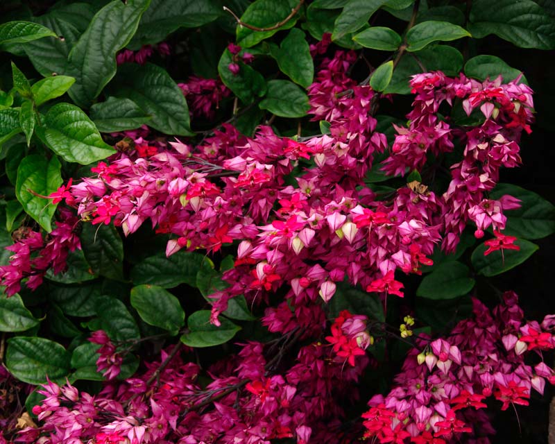 Прекрасный клеродендрум (Clerodendrum speciosum)