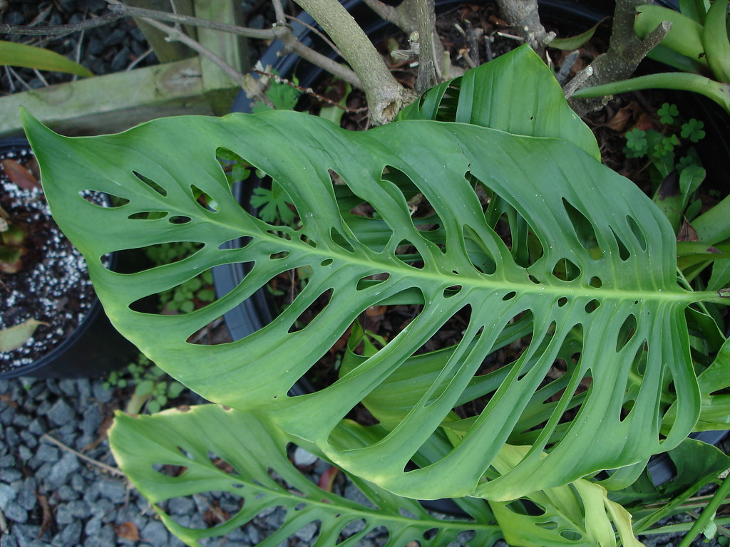 Пробитая (Monstera pertusa)