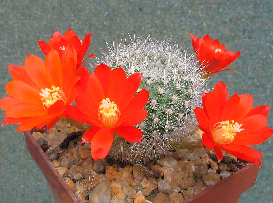 Ребуция Файбрига (Rebutia fiebrigii)