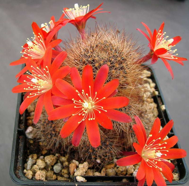 Ребуция фулвизета (Rebutia fulviseta)