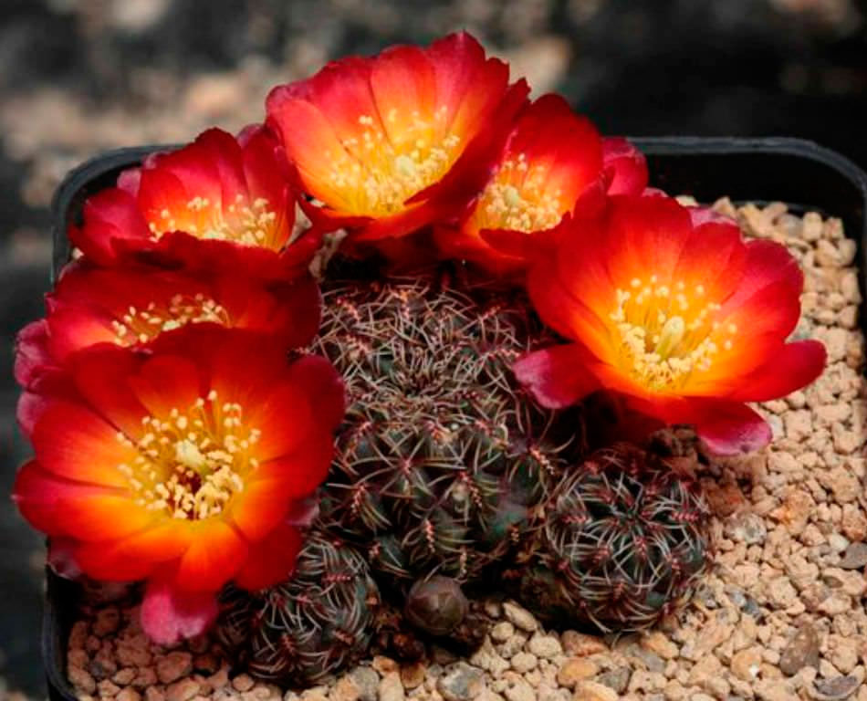 Ребуция канигуэрали (Rebutia canigueralii)