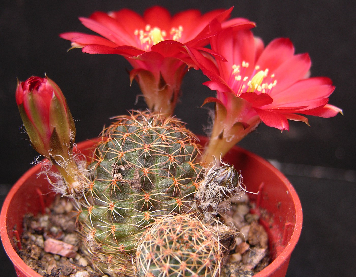 Ребуция карликовая (Rebutia pygmaea)