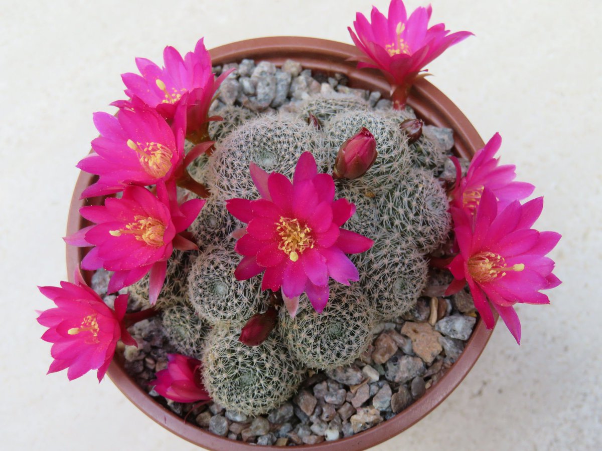 Ребуция Крайнца (Rebutia krainziana)