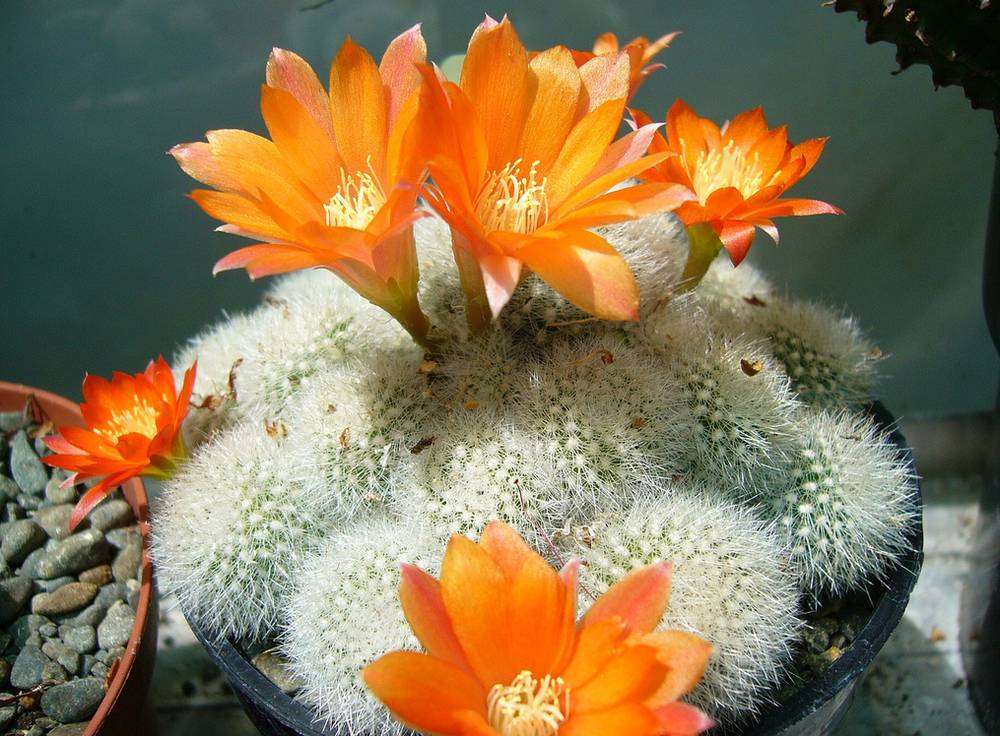 Ребуция мышка (Rebutia muscula)