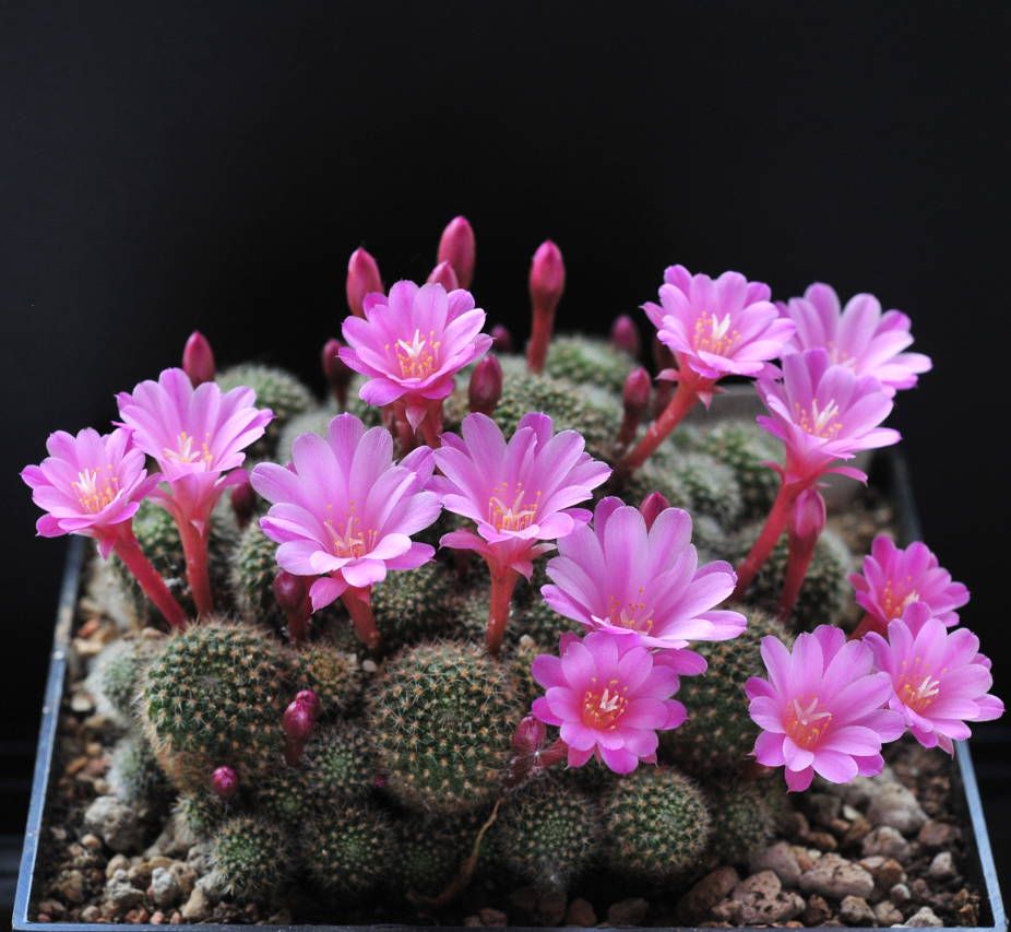 Ребуция перплекса (Rebutia perplexa)