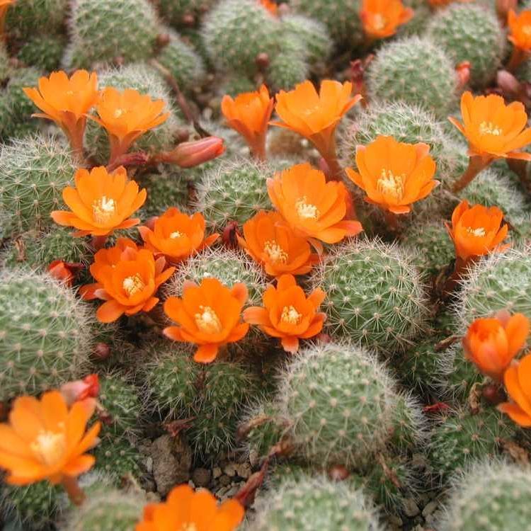 Ребуция пулвиноса (Rebutia pulvinosa)