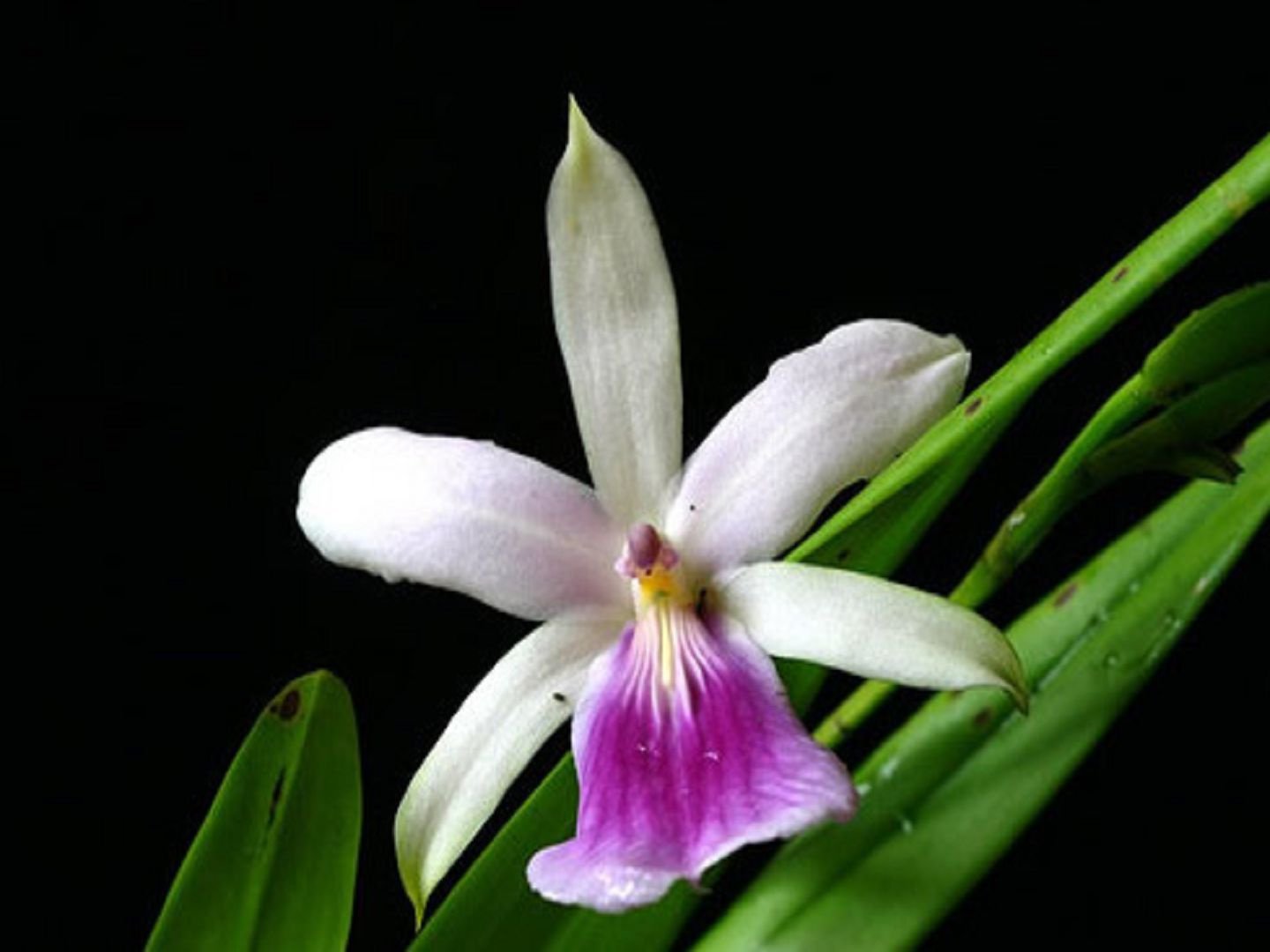 Реньелли (Miltonia regnellii)