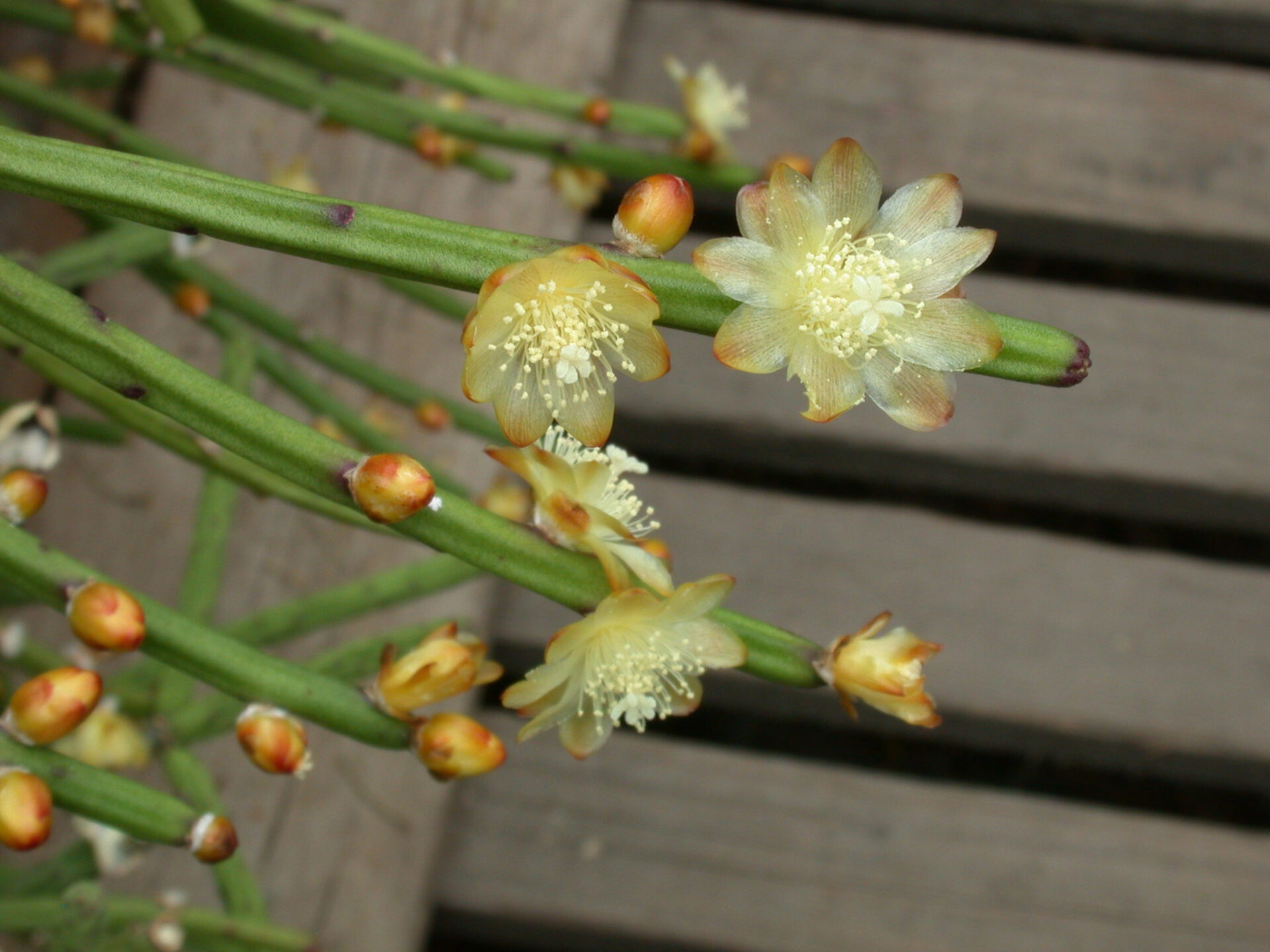 Рипсалис Пушистый (Rhipsalis floccosa)