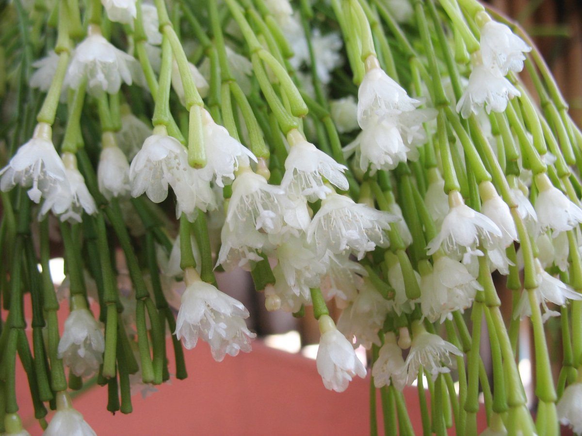 Рипсалис Шишковатый (Rhipsalis clavata)