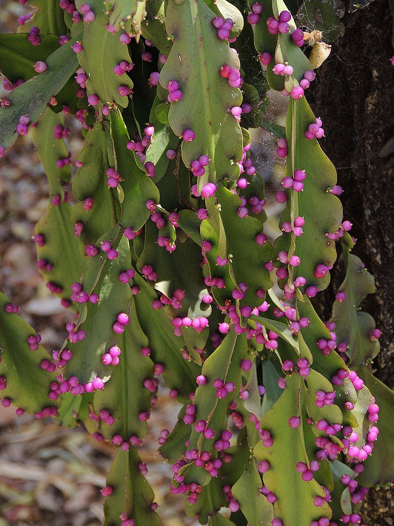 Русселя (Rhipsalis russellii)