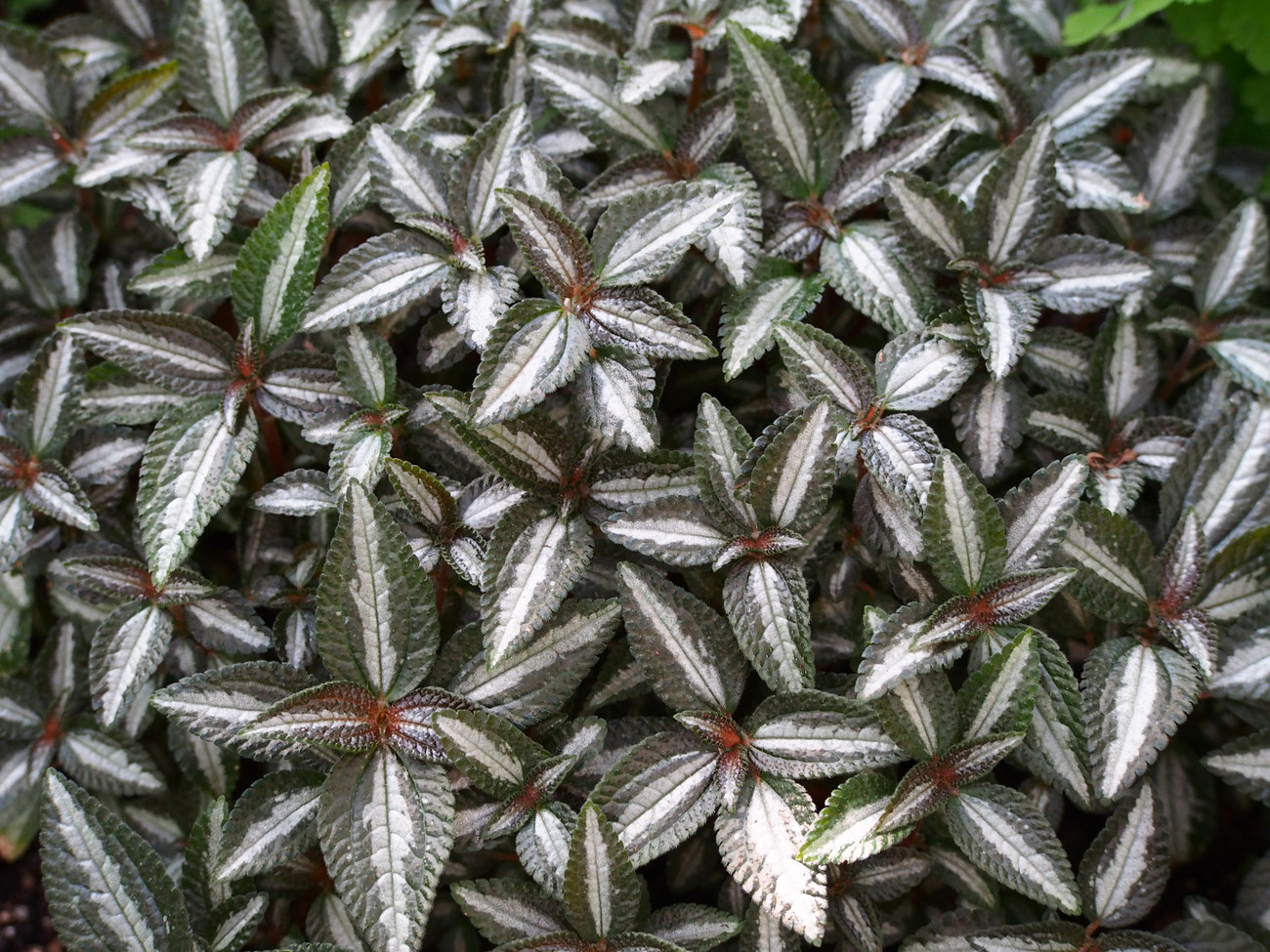 Серебряное деревце (Pilea Silver Tree)