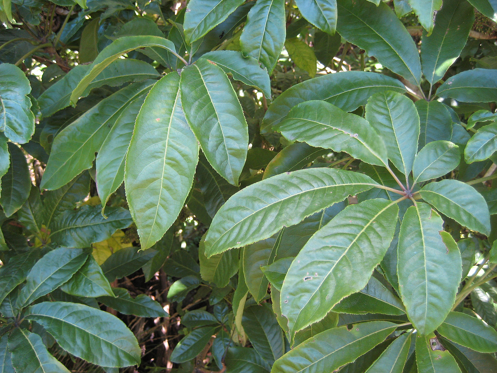 Шеффлера пальчатая (Schefflera Digitata)