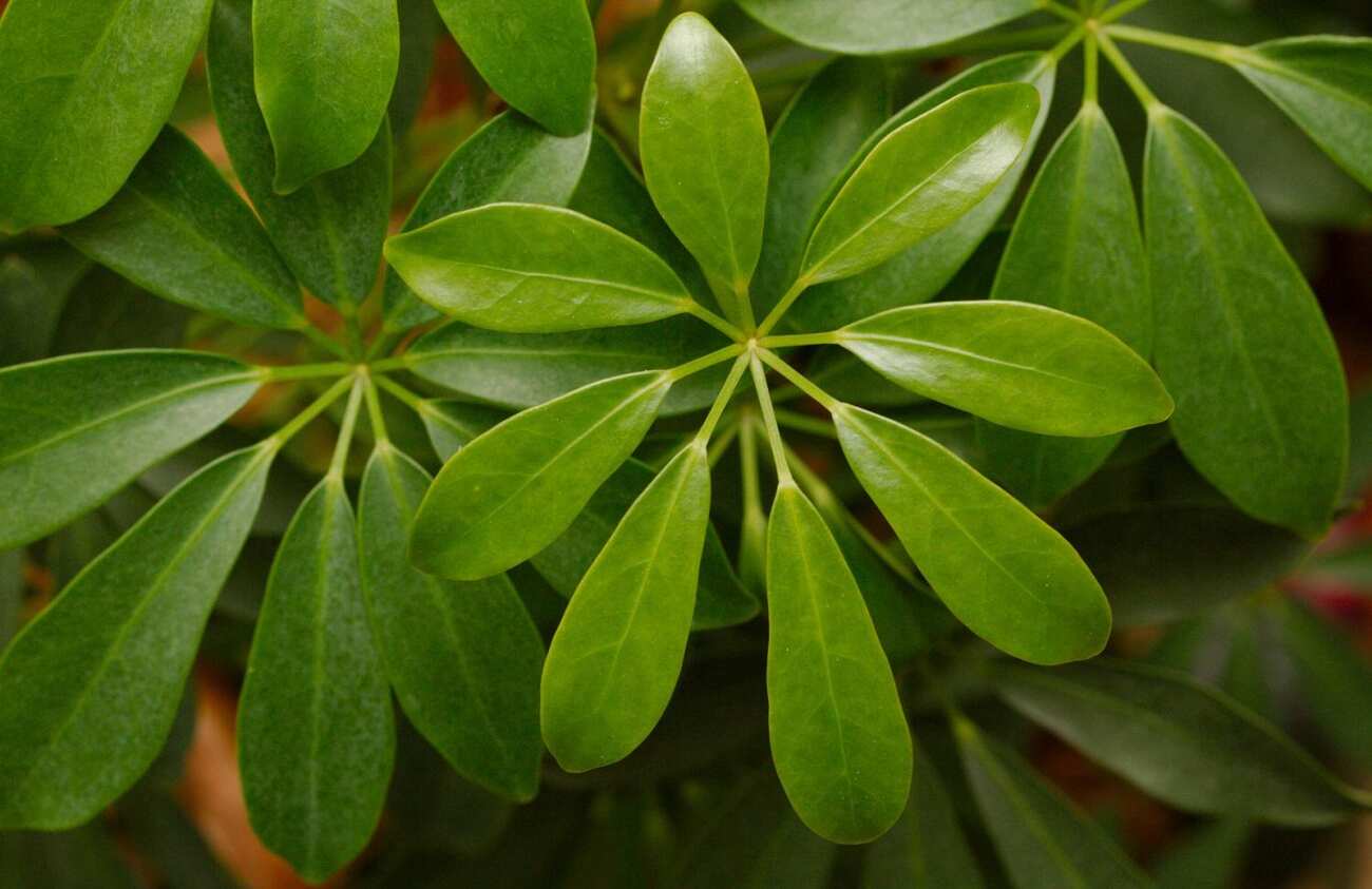 Шеффлера восьмилистная (Schefflera octophylla)