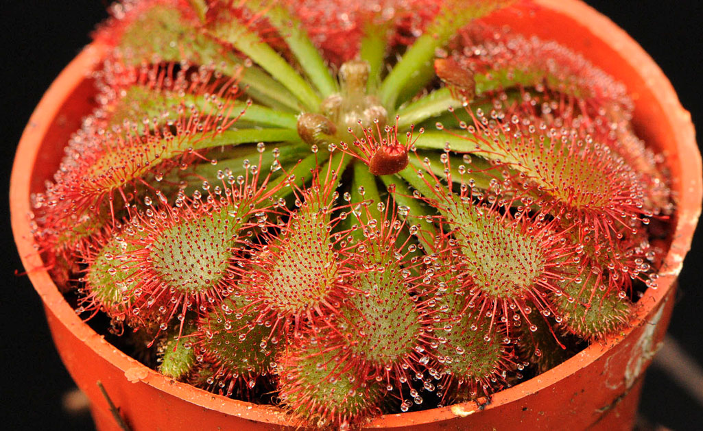 Шпательная (Drosera spatulata)