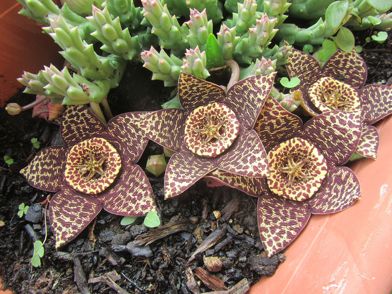 Стапелия пестрая, или варьирующая (Stapelia variegata)