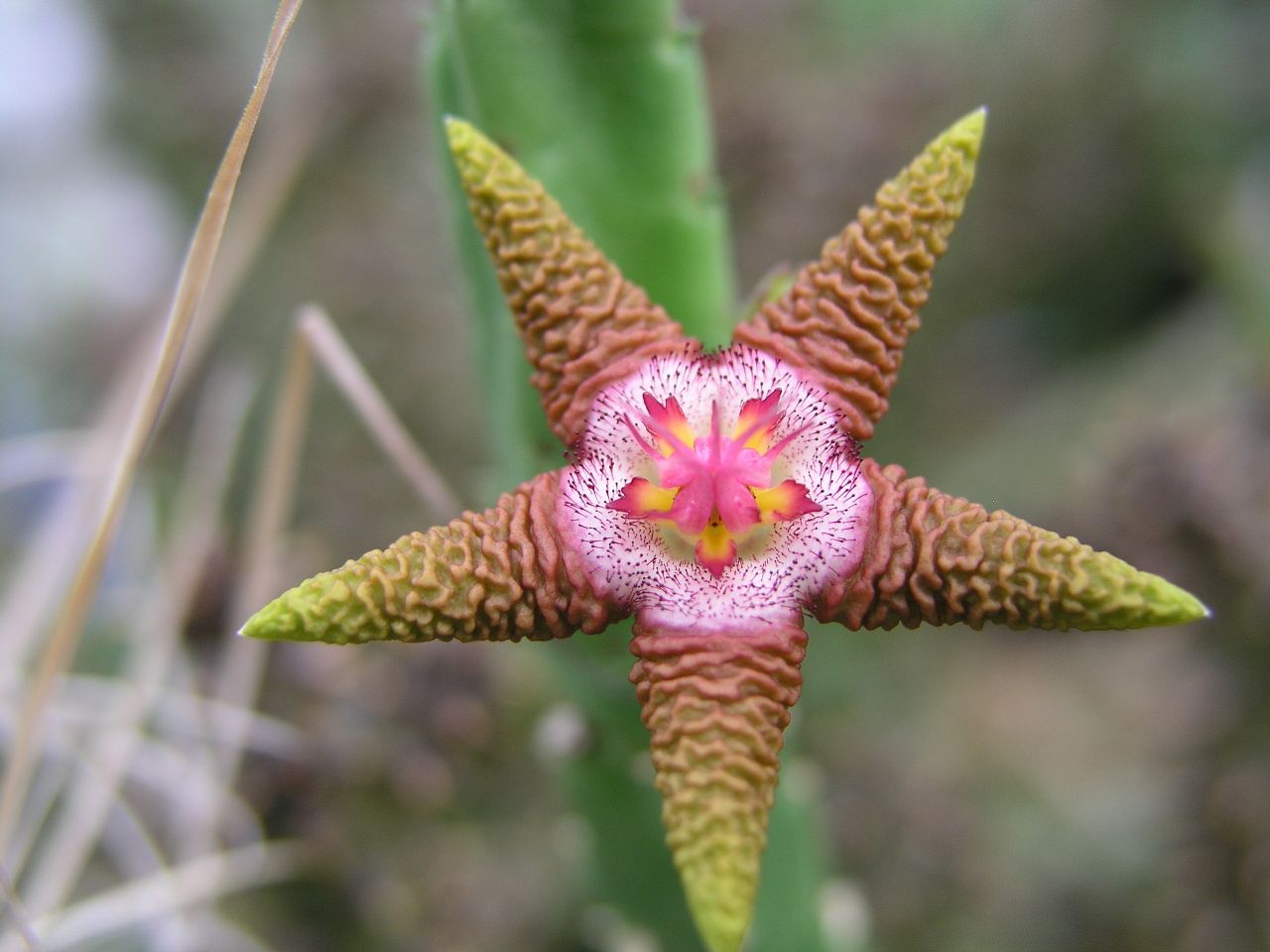 Стапелия золотисто-пурпурная (Stapelia flavo-purpurea)