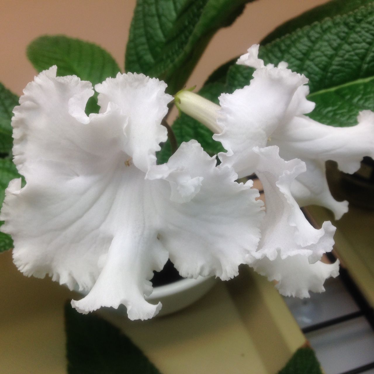 Стрептокарпус белоснежный (Streptocarpus candidus) 