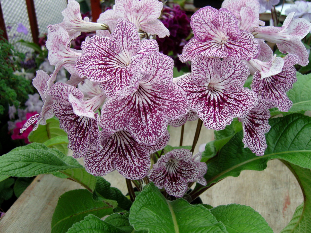 Стрептокарпус большой (Streptocarpus grandis)