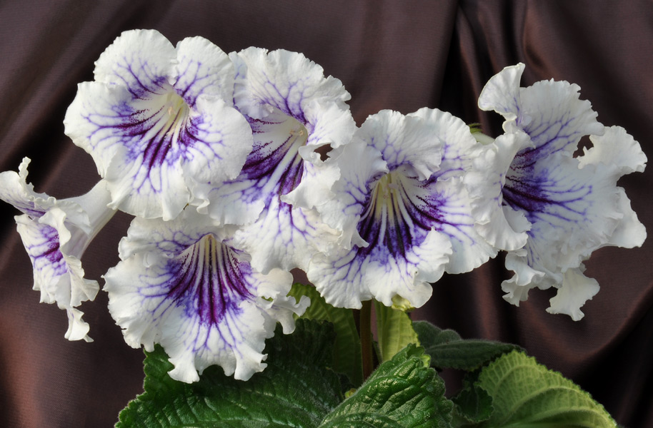 Стрептокарпус Холста (Streptocarpus holstii)