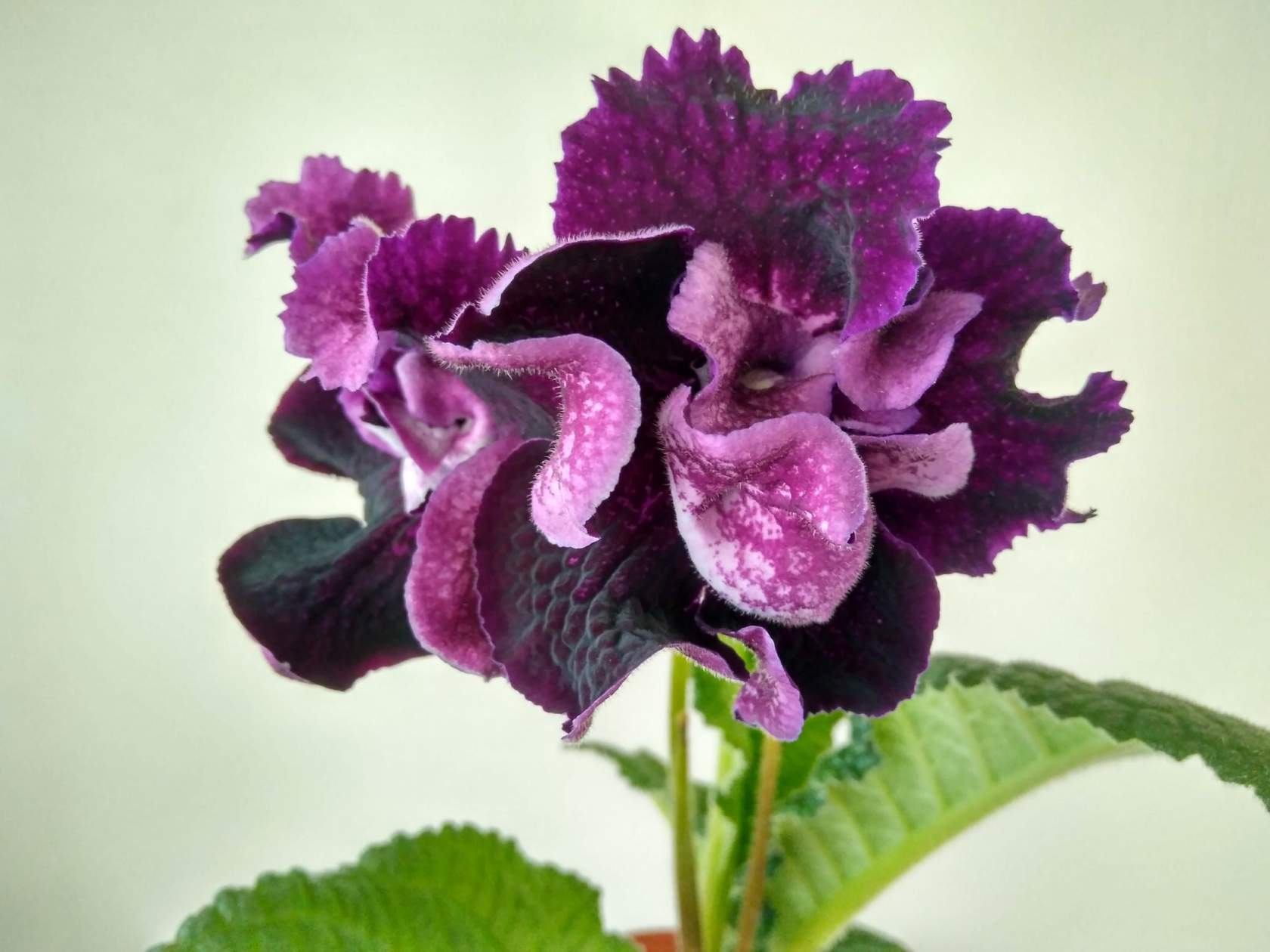 Стрептокарпус короля (Streptocarpus rexii)