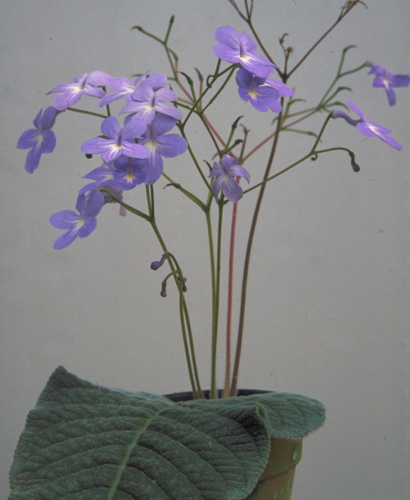 Стрептокарпус первоцветный (Streptocarpus polyanthus)