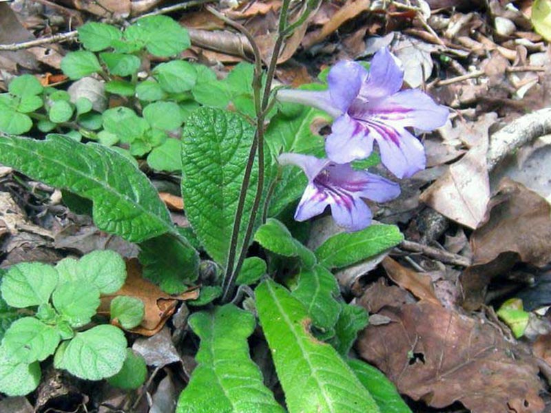 Стрептокарпус примулолистный (Streptocarpus primulifolius)