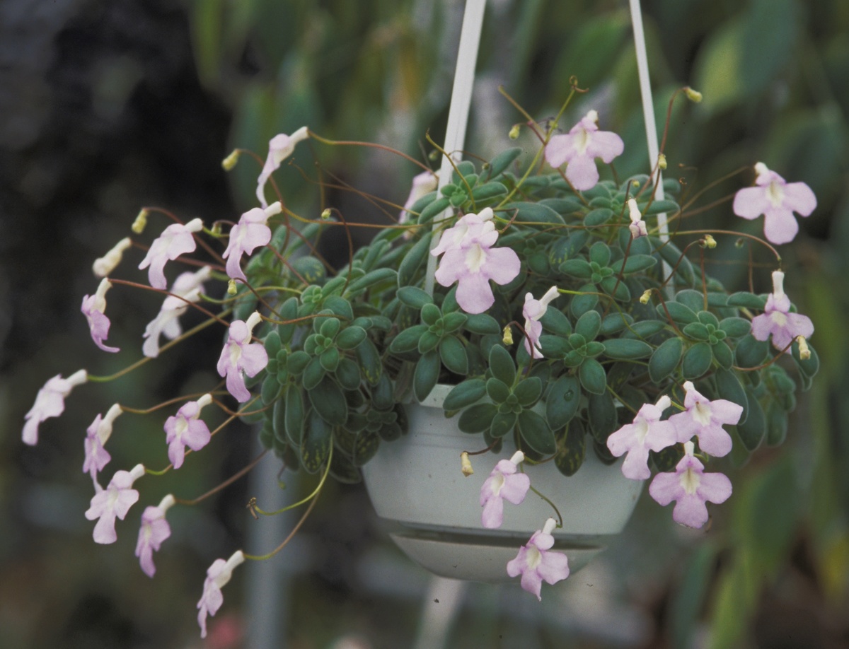 Стрептокарпус скальный (Streptocarpus saxorum)