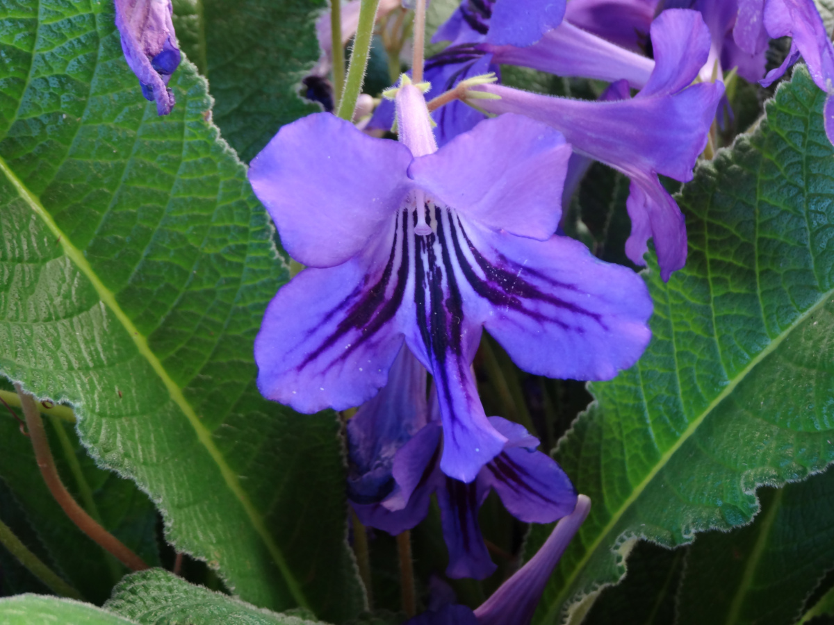 Стрептокарпус васильковый (Streptocarpus cyaneus)