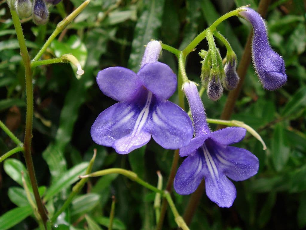 Стрептокарпус Вендланда (Streptocarpus wendlandii)