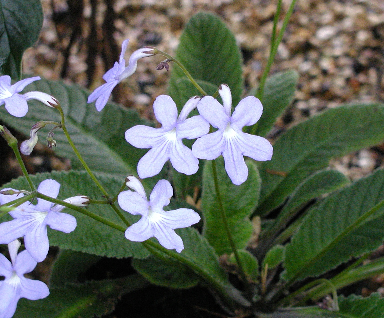 Стрептокарпус йоханский (Streptocarpus johannis)