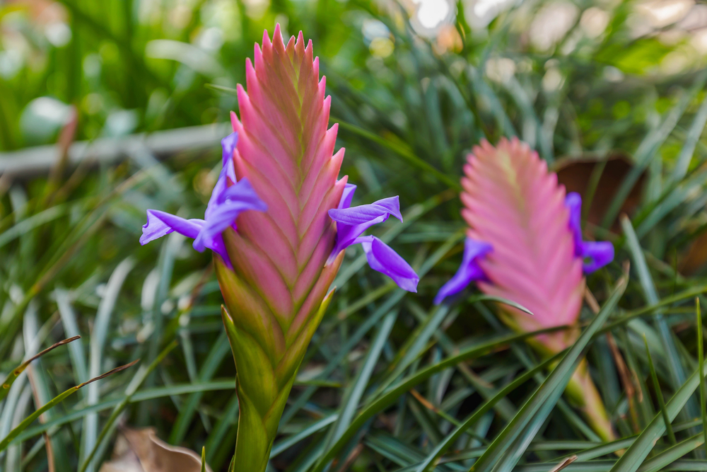 Тилландсия (Tillandsia)