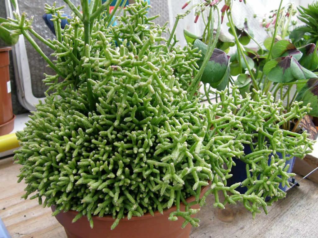 Цереускула (Rhipsalis cereuscula)