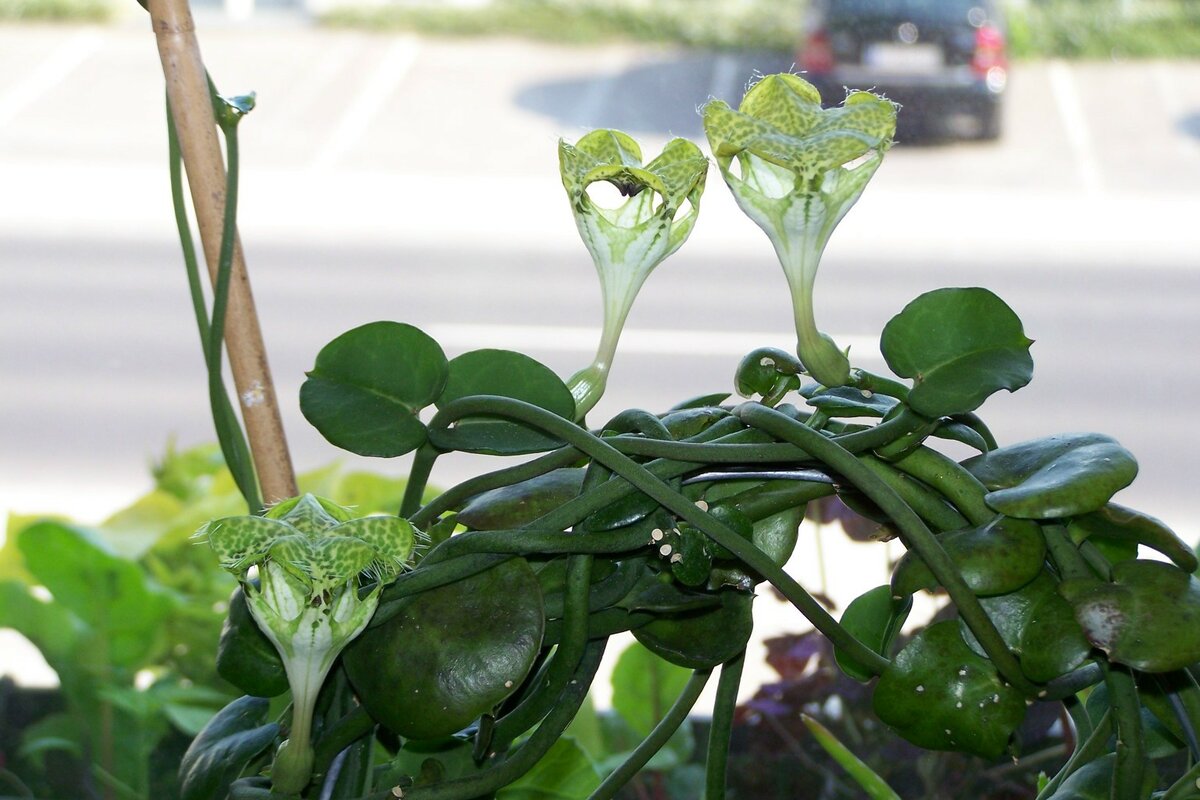 Церопегия африканская (Ceropegia africana)