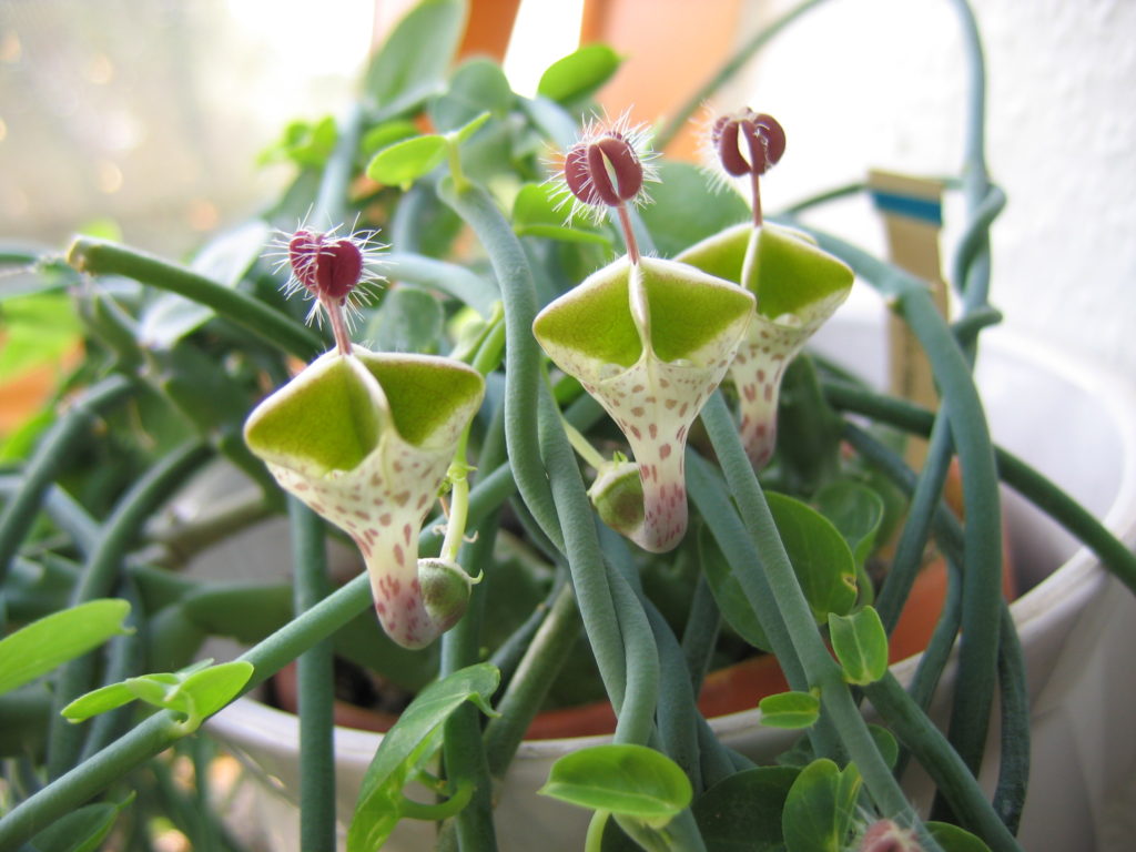 Церопегия Барклея (Ceropegia barklyi)