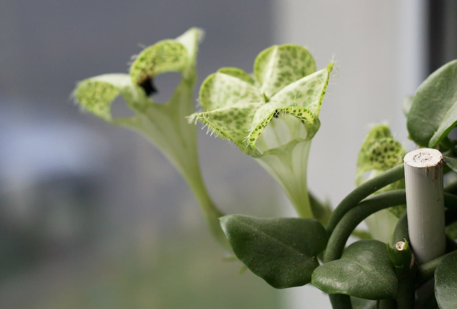 Церопегия Сандерсона (Ceropegia sandersonii)