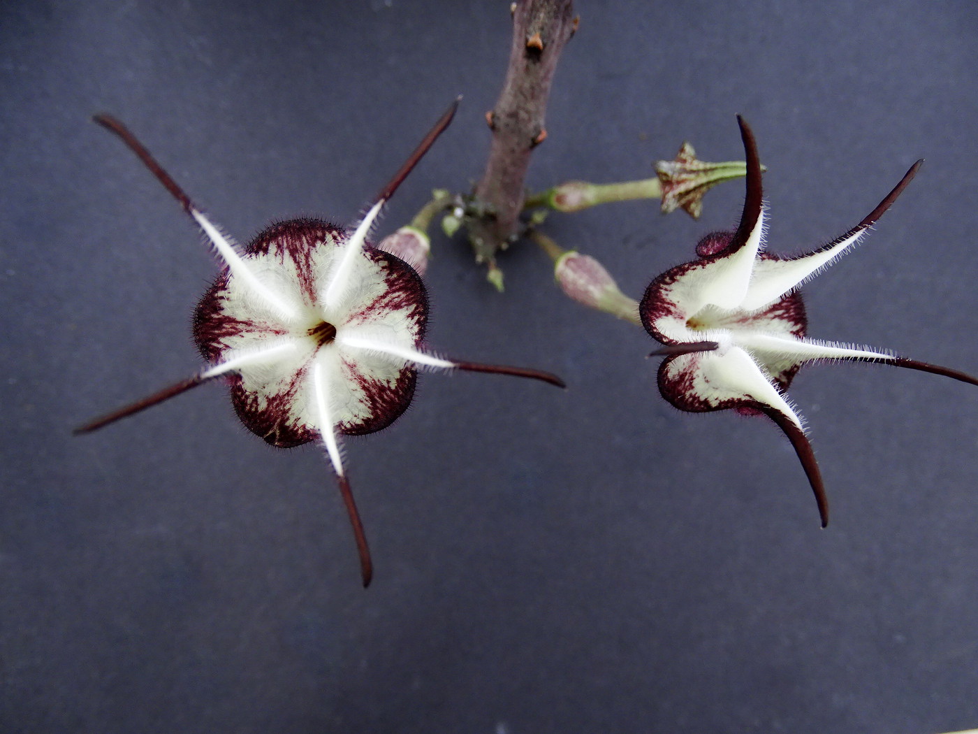 Церопегия стапелиевидная (Ceropegia stapeliiformis)