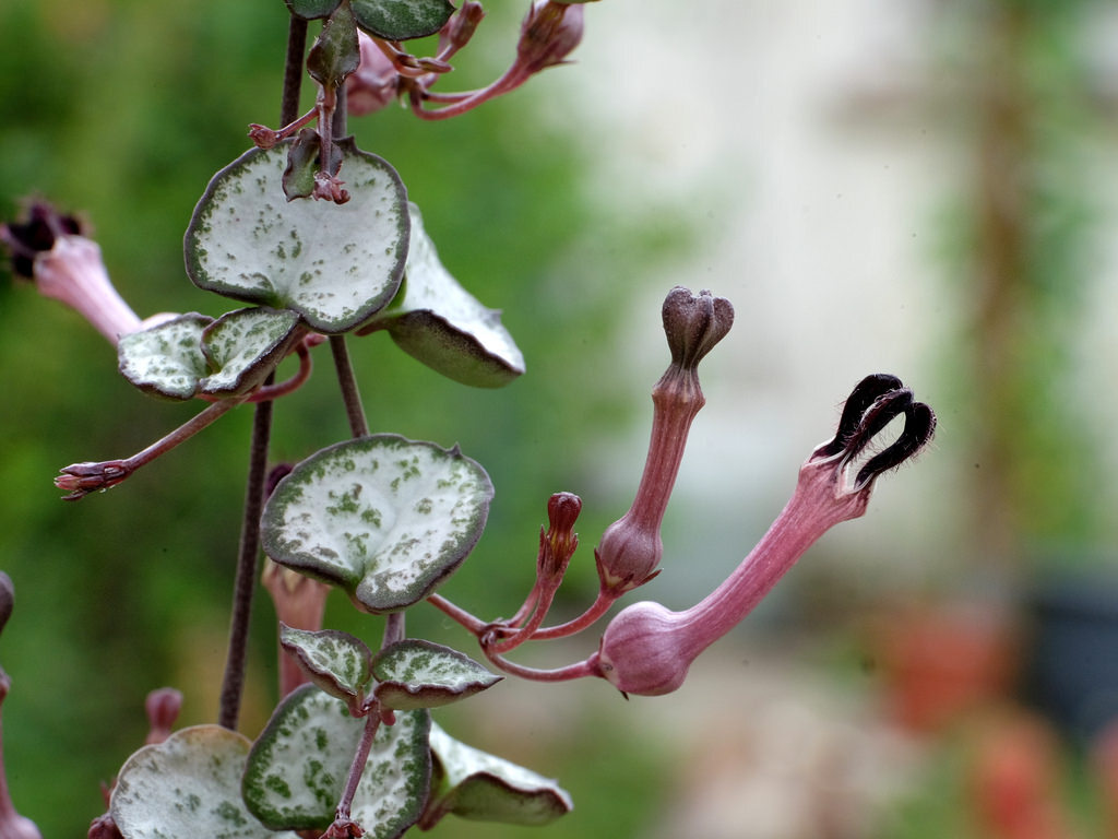 Церопегия Вуда (Ceropegia woodii)