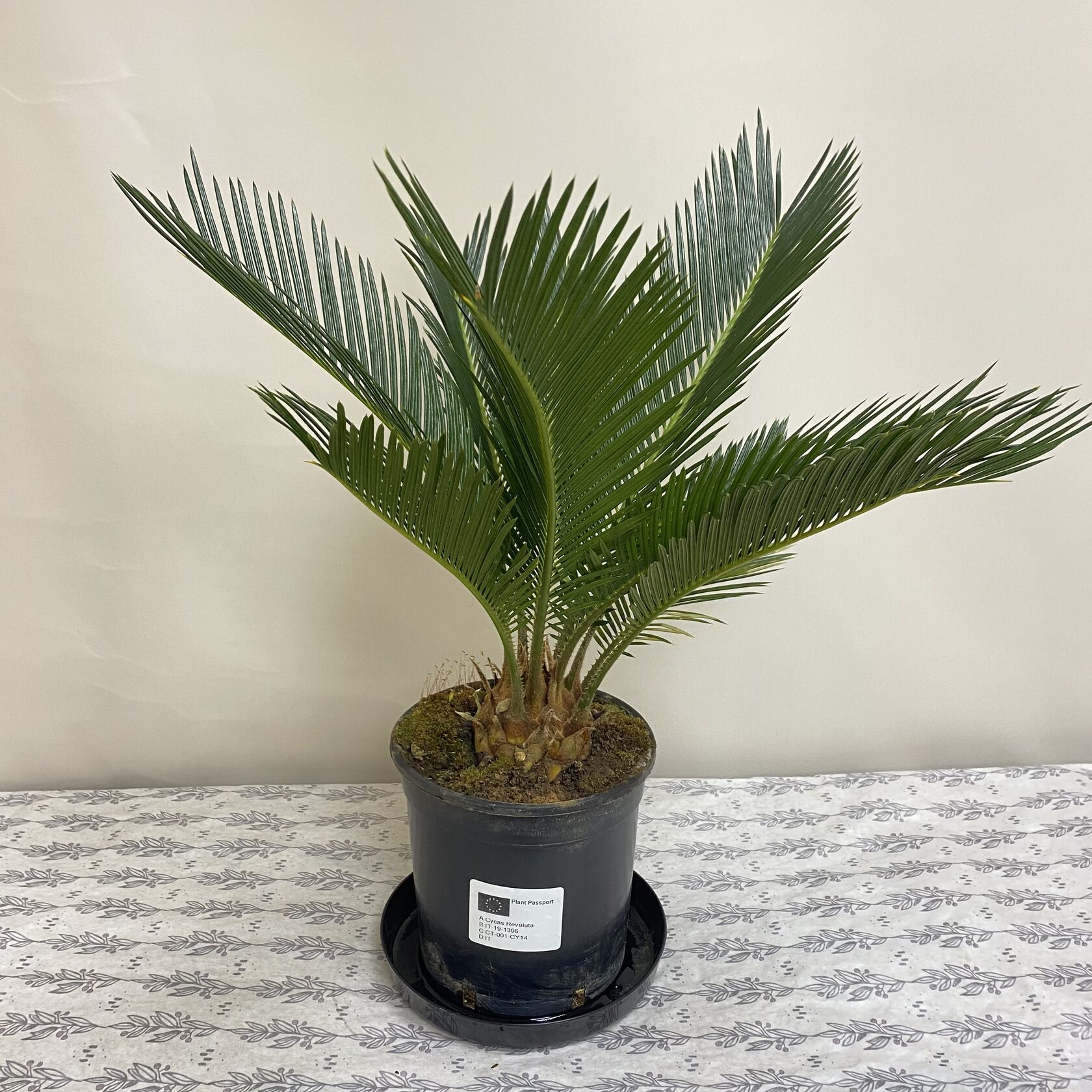 Цикас революта (Cycas revoluta)