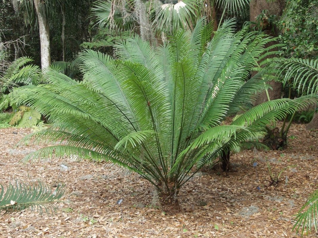 Цикас Румфа (Cycas rumphii)