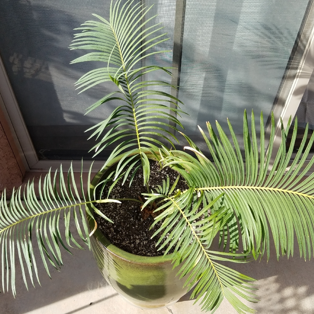 Цикас сиамский (Cycas siamensis)