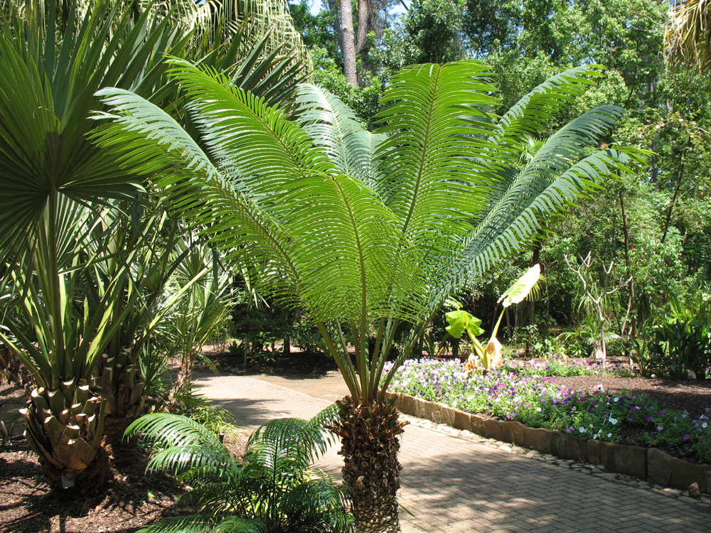 Цикас завитой, или цикас улитковидный (Cycas circinalis или Cycas neocaledonica)