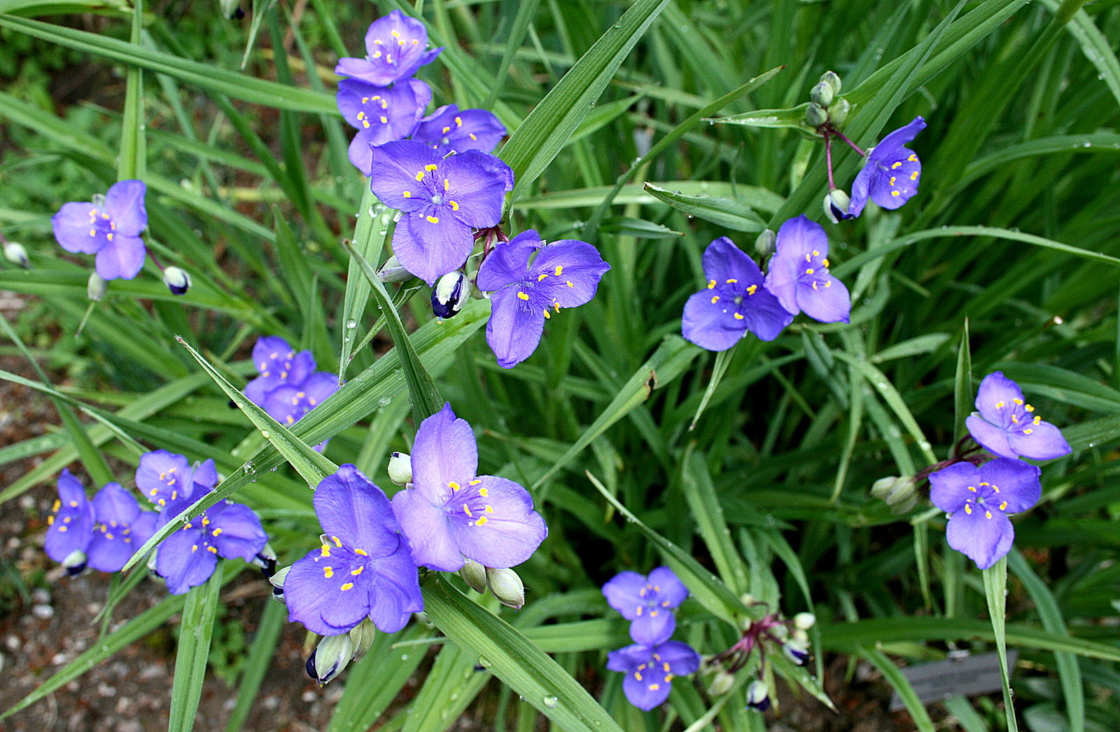 Виргинская (Virginiana)