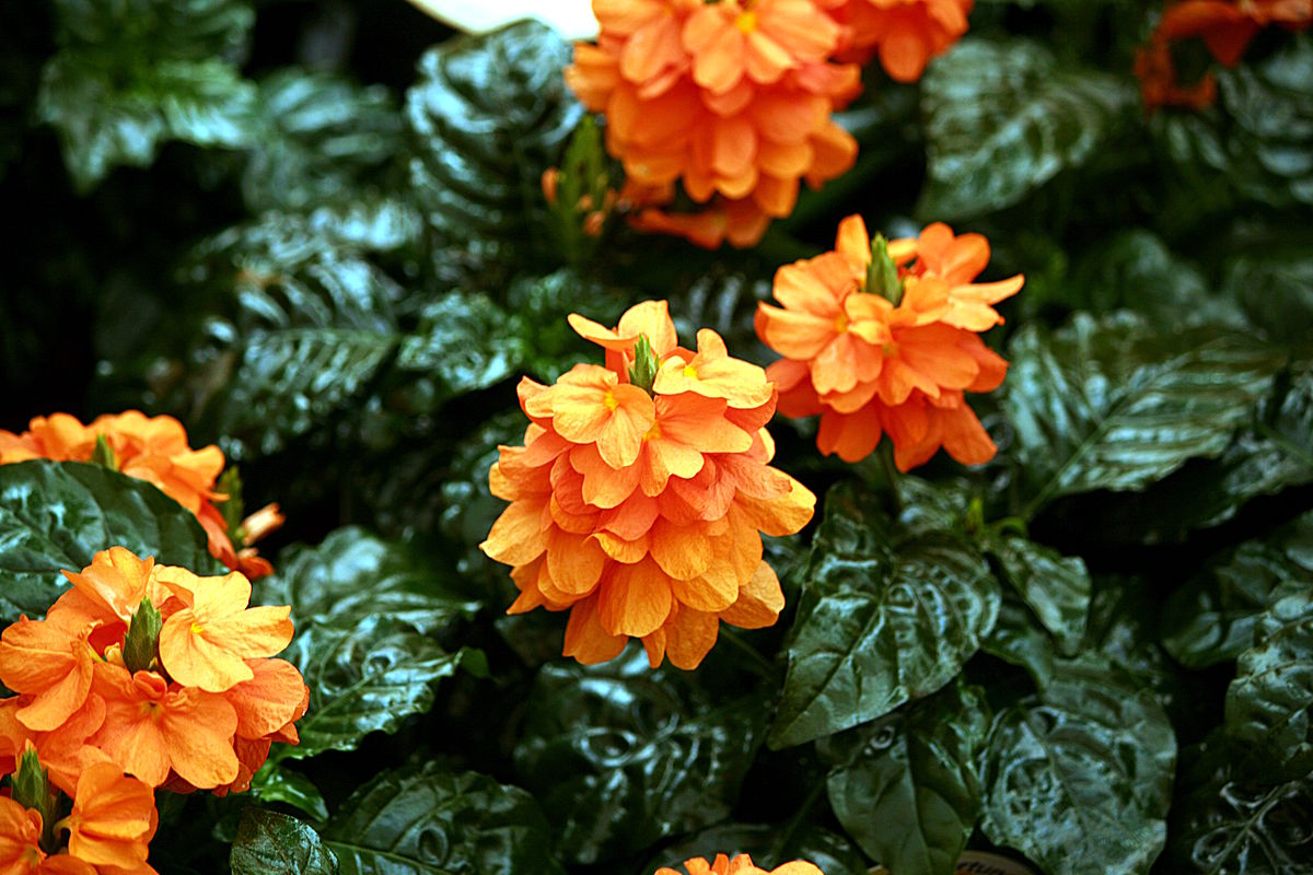 Воронковидная (Crossandra infundibuliformis)