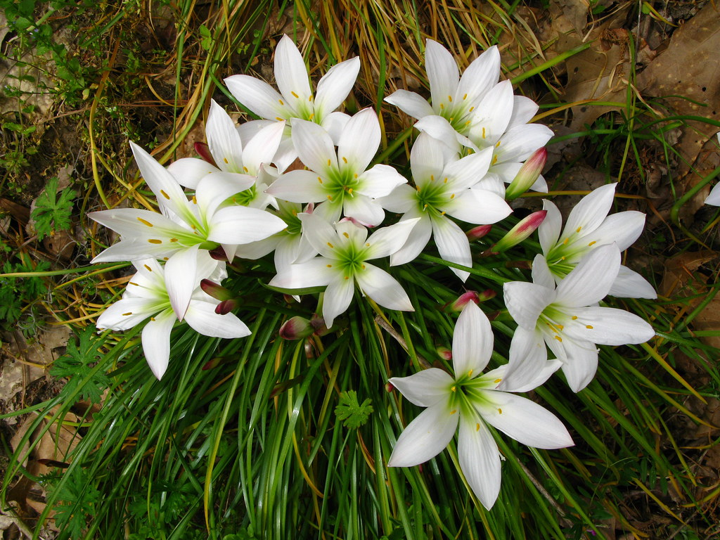 Зефирантес атамасский (Zephyranthes atamasca)