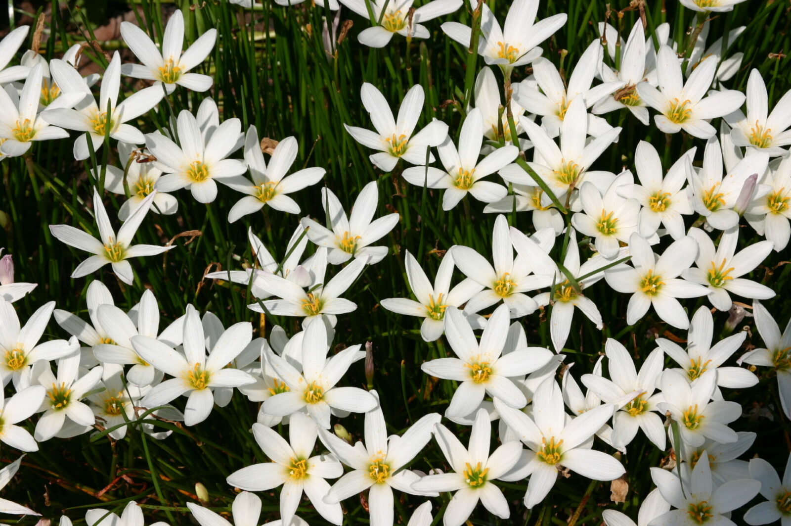 Зефирантес белый (Zephyranthes candida)