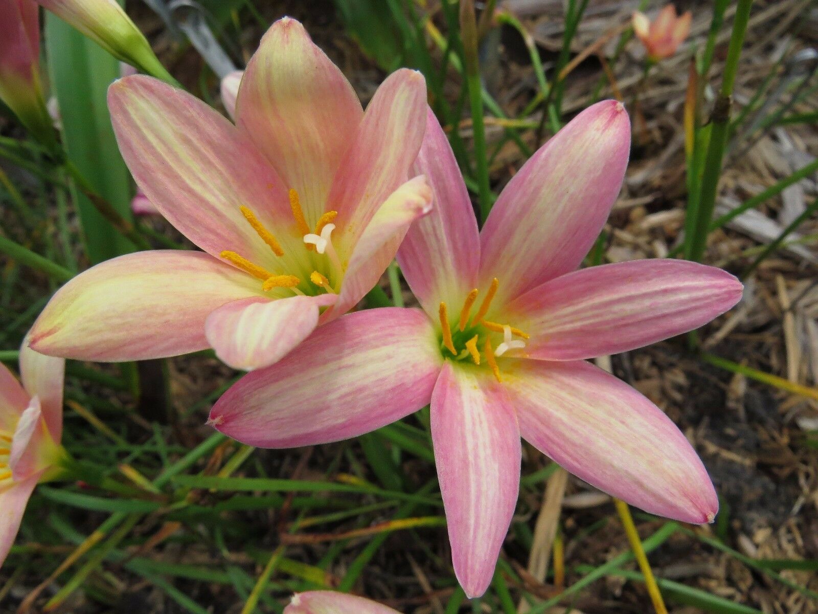 Зефирантес разноцветный (Zephyranthes versicolor)